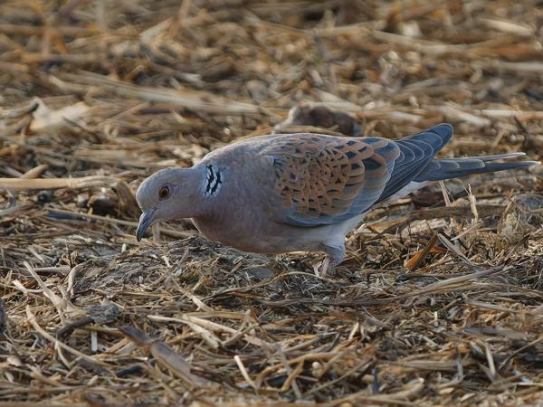 <h3><a href="/trips/gambia/biota/animalia/chordata/aves/026 columbiformes/001 columbidae/streptopelia turtur/streptopelia turtur-nl.html">Streptopelia&nbsp;turtur</a> / European&nbsp;turtle&nbsp;dove / Zomertortel</h3>OM-1 Mark II met OLYMPUS M.150-400mm F4.5 TC, 1/2000 sec  bij F5.6, ISO 2500, afstand 20.0&nbsp;m